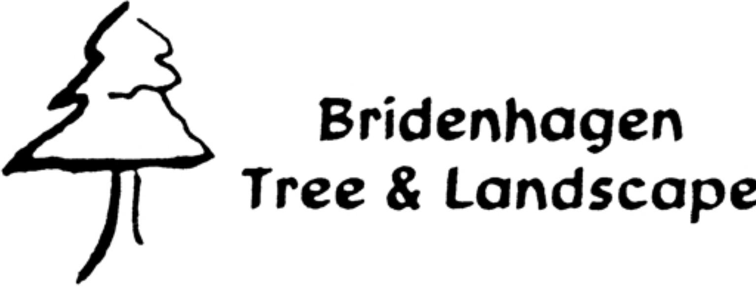 Bridenhagen Tree
